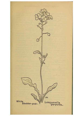 Reproducción/Reproduction 45938246755: Field book of western wild flowers /. New York :Putnam,1915.. 