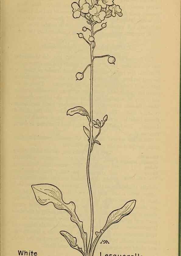 Reproducción/Reproduction 45938246755: Field book of western wild flowers /. New York :Putnam,1915.. 