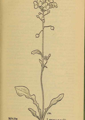 Reproducción/Reproduction 45938246755: Field book of western wild flowers /. New York :Putnam,1915.. 