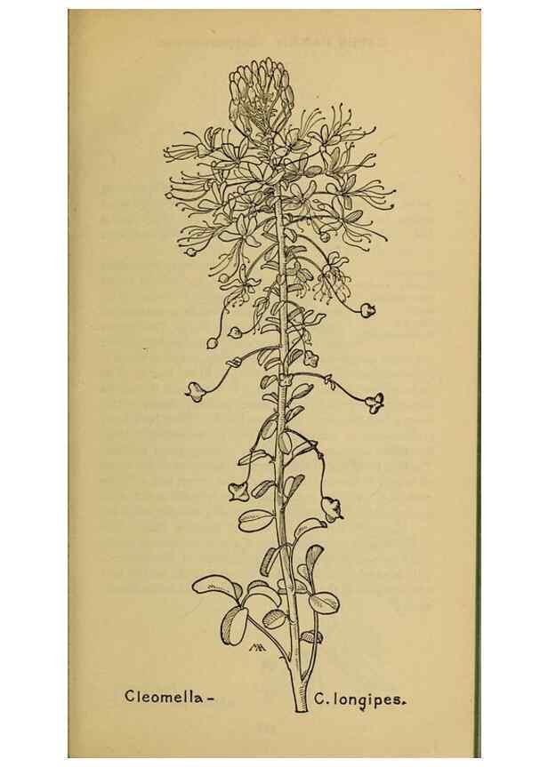 Reproducción/Reproduction 45938247665: Field book of western wild flowers /. New York :Putnam,1915.. 