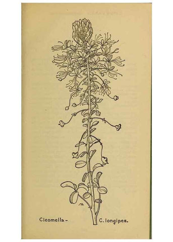 Reproducción/Reproduction 45938247665: Field book of western wild flowers /. New York :Putnam,1915.. 