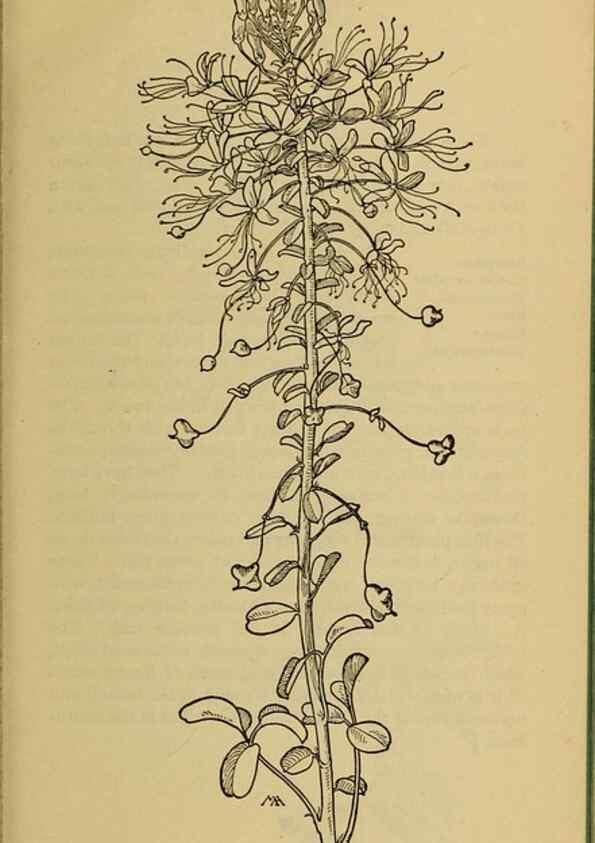 Reproducción/Reproduction 45938247665: Field book of western wild flowers /. New York :Putnam,1915.. 