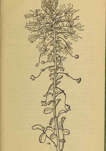 Reproducción/Reproduction 45938247665: Field book of western wild flowers /. New York :Putnam,1915.. 