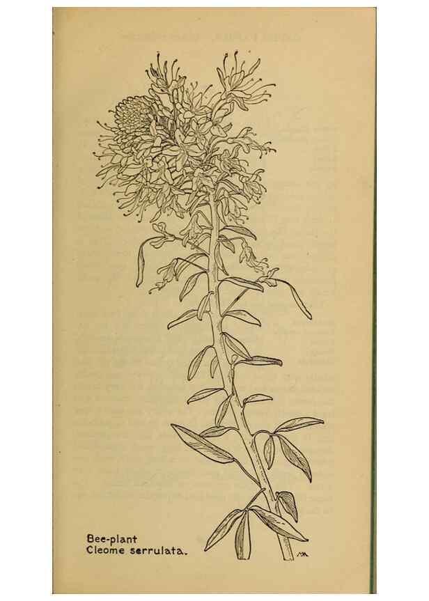 Reproducción/Reproduction 31911580877: Field book of western wild flowers /. New York :Putnam,1915.. 