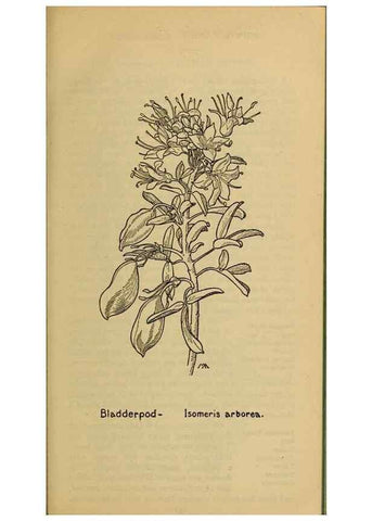Reproducción/Reproduction 39887963793: Field book of western wild flowers /. New York :Putnam,1915.. 