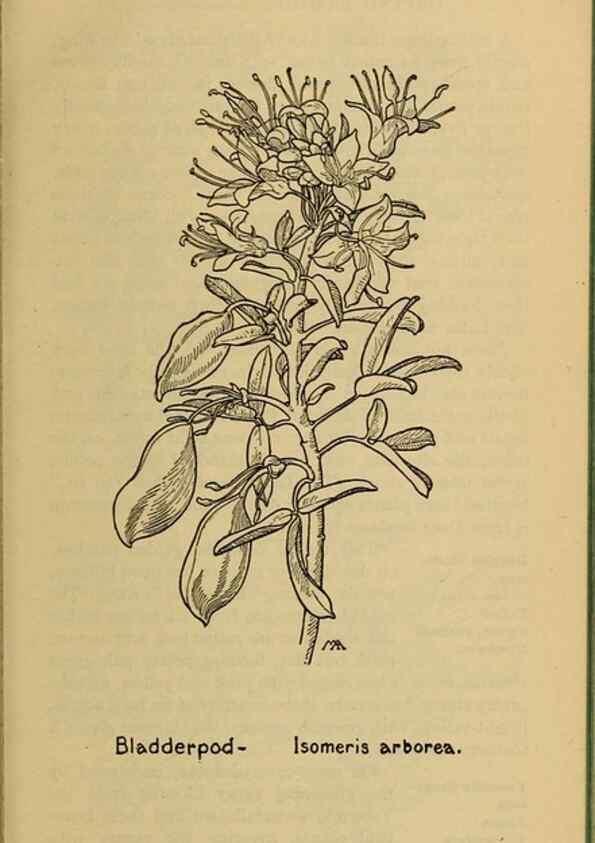 Reproducción/Reproduction 39887963793: Field book of western wild flowers /. New York :Putnam,1915.. 