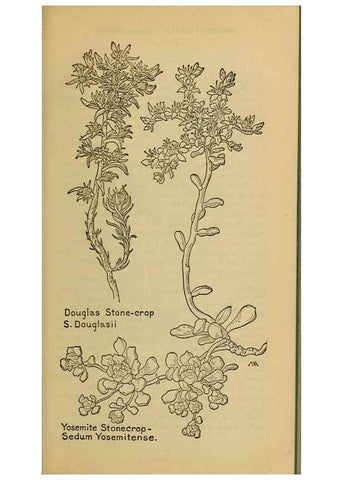 Reproducción/Reproduction 46127812364: Field book of western wild flowers /. New York :Putnam,1915.. 