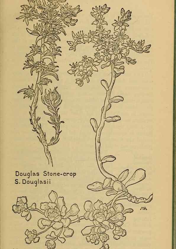 Reproducción/Reproduction 46127812364: Field book of western wild flowers /. New York :Putnam,1915.. 
