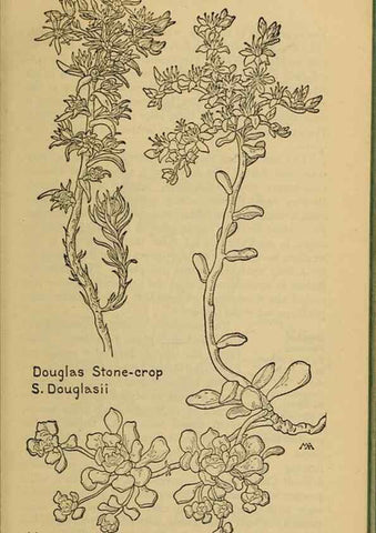 Reproducción/Reproduction 46127812364: Field book of western wild flowers /. New York :Putnam,1915.. 