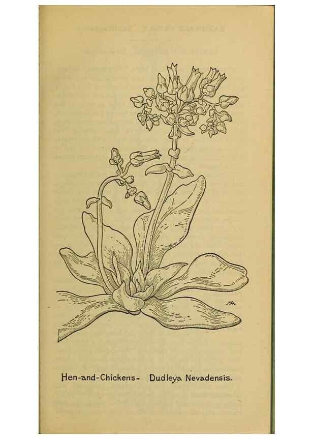 Reproducción/Reproduction 46800831382: Field book of western wild flowers /. New York :Putnam,1915.. 