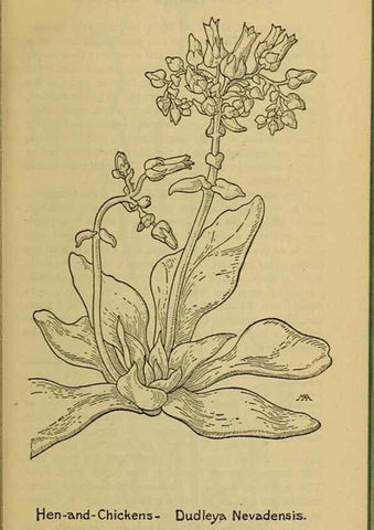 Reproducción/Reproduction 46800831382: Field book of western wild flowers /. New York :Putnam,1915.. 