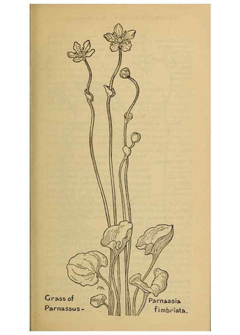 Reproducción/Reproduction 46127813344: Field book of western wild flowers /. New York :Putnam,1915.. 
