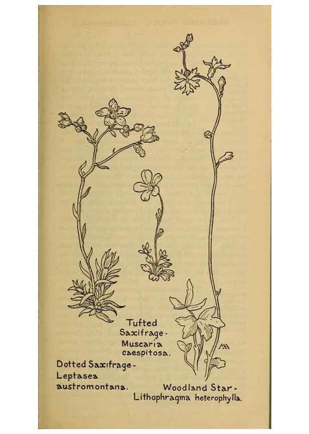 Reproducción/Reproduction 39887969583: Field book of western wild flowers /. New York :Putnam,1915.. 