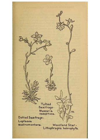 Reproducción/Reproduction 39887969583: Field book of western wild flowers /. New York :Putnam,1915.. 