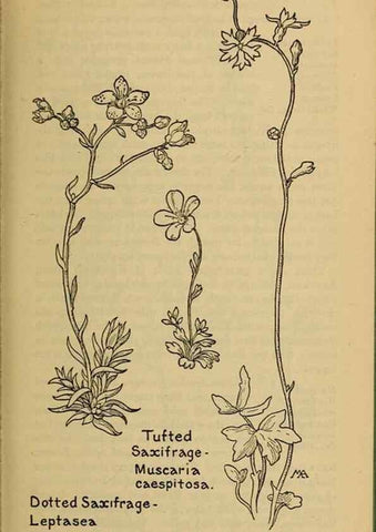 Reproducción/Reproduction 39887969583: Field book of western wild flowers /. New York :Putnam,1915.. 