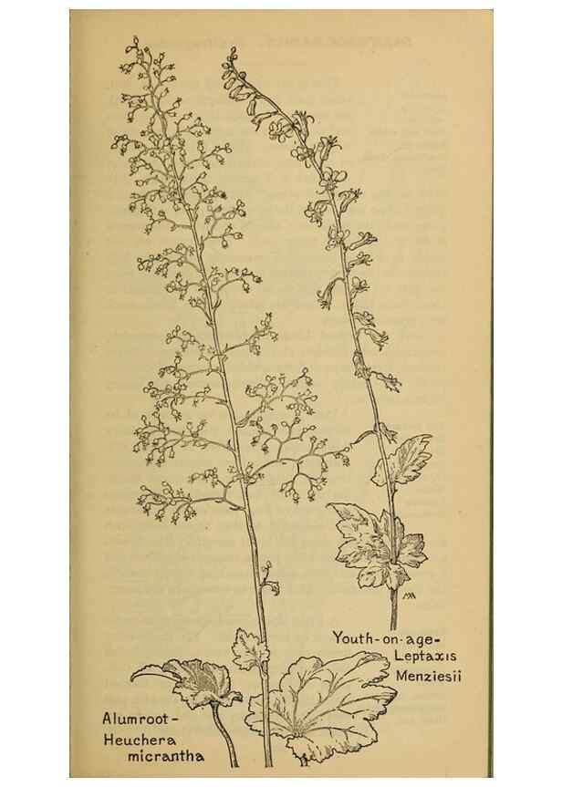 Reproducción/Reproduction 46800834992: Field book of western wild flowers /. New York :Putnam,1915.. 