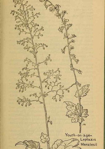 Reproducción/Reproduction 46800834992: Field book of western wild flowers /. New York :Putnam,1915.. 