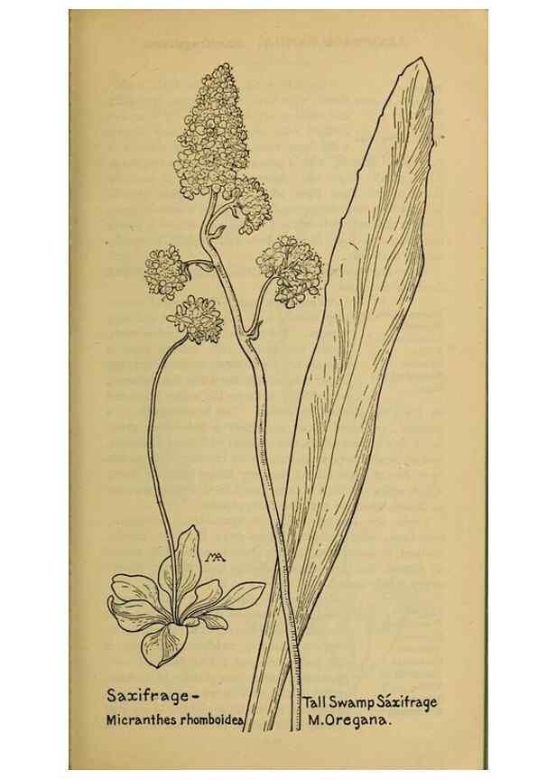 Reproducción/Reproduction 46852886321: Field book of western wild flowers /. New York :Putnam,1915.. 