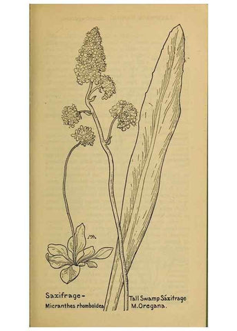Reproducción/Reproduction 46852886321: Field book of western wild flowers /. New York :Putnam,1915.. 