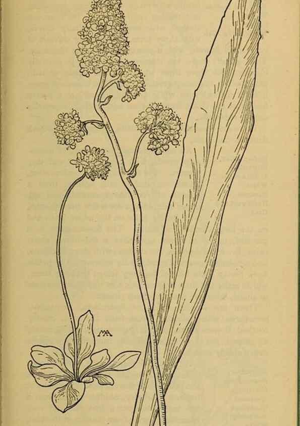 Reproducción/Reproduction 46852886321: Field book of western wild flowers /. New York :Putnam,1915.. 