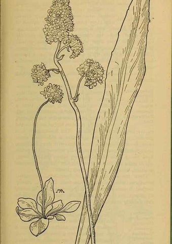 Reproducción/Reproduction 46852886321: Field book of western wild flowers /. New York :Putnam,1915.. 
