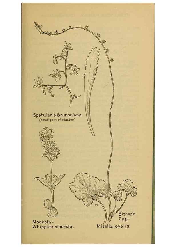 Reproducción/Reproduction 46852887731: Field book of western wild flowers /. New York :Putnam,1915.. 