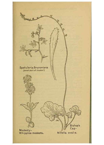Reproducción/Reproduction 46852887731: Field book of western wild flowers /. New York :Putnam,1915.. 