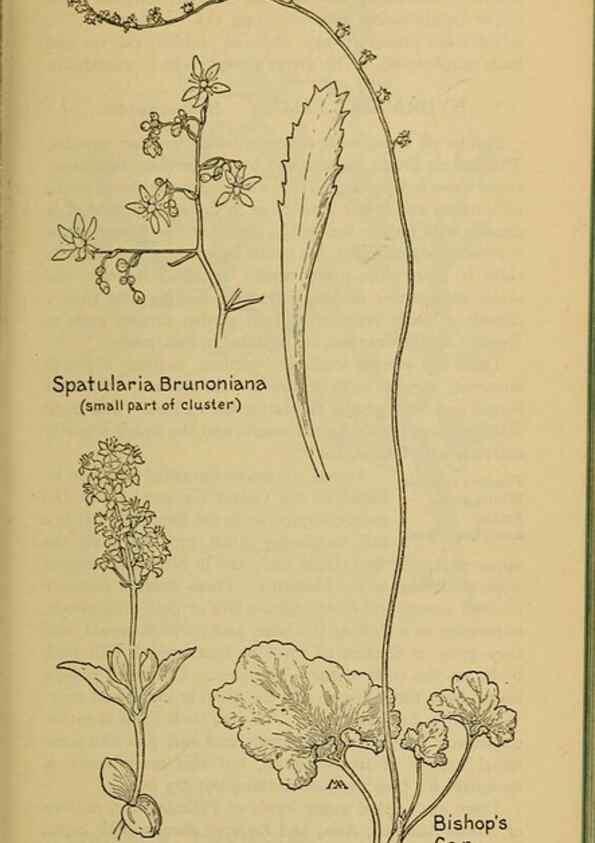 Reproducción/Reproduction 46852887731: Field book of western wild flowers /. New York :Putnam,1915.. 