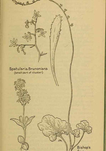 Reproducción/Reproduction 46852887731: Field book of western wild flowers /. New York :Putnam,1915.. 