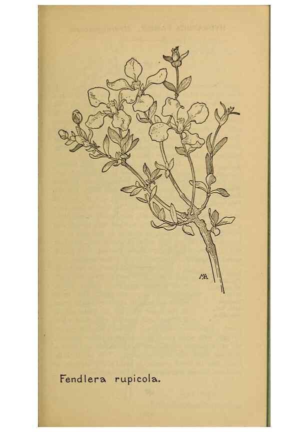 Reproducción/Reproduction 46800838472: Field book of western wild flowers /. New York :Putnam,1915.. 