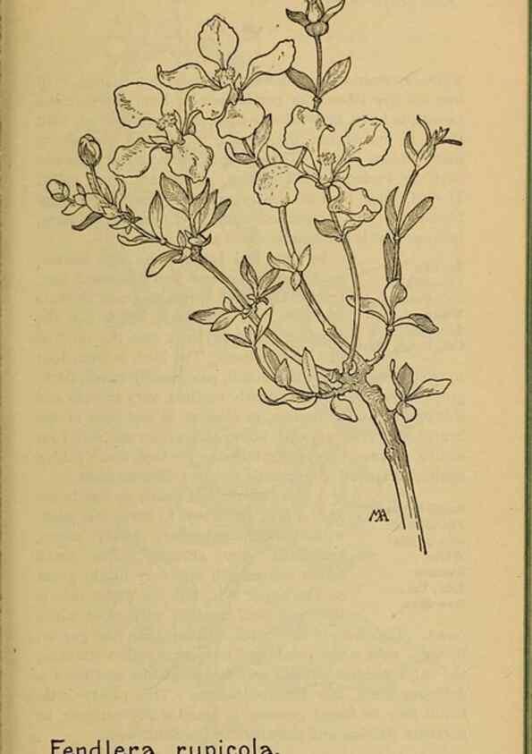 Reproducción/Reproduction 46800838472: Field book of western wild flowers /. New York :Putnam,1915.. 