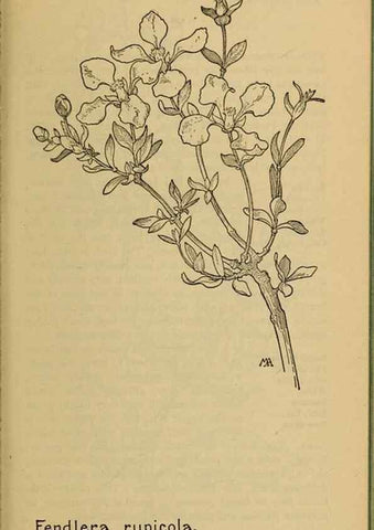 Reproducción/Reproduction 46800838472: Field book of western wild flowers /. New York :Putnam,1915.. 