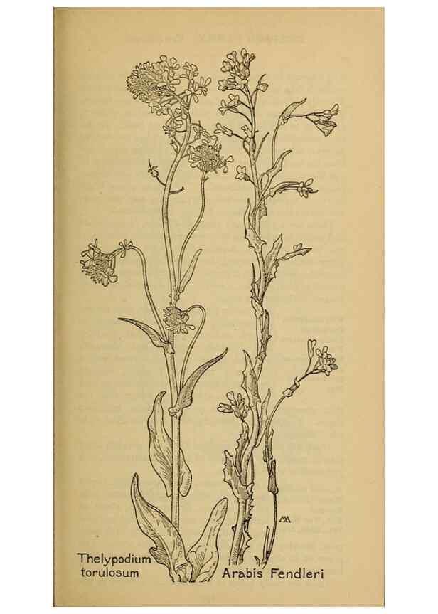 Reproducción/Reproduction 46852860191: Field book of western wild flowers /. New York :Putnam,1915.. 