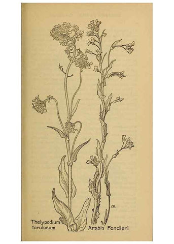 Reproducción/Reproduction 46852860191: Field book of western wild flowers /. New York :Putnam,1915.. 