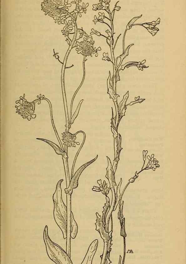 Reproducción/Reproduction 46852860191: Field book of western wild flowers /. New York :Putnam,1915.. 