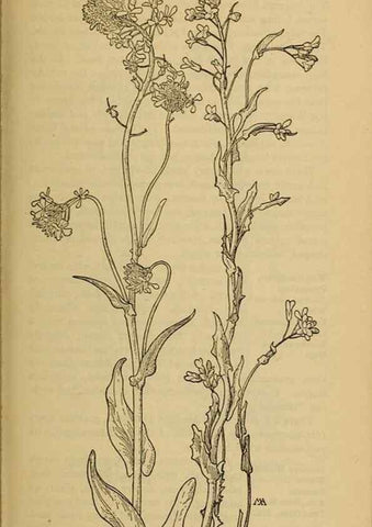 Reproducción/Reproduction 46852860191: Field book of western wild flowers /. New York :Putnam,1915.. 