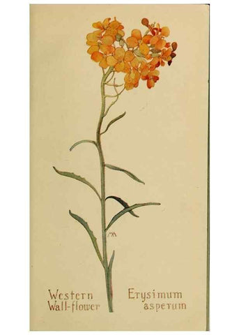 Reproducción/Reproduction 31911555607: Field book of western wild flowers /. New York :Putnam,1915.. 