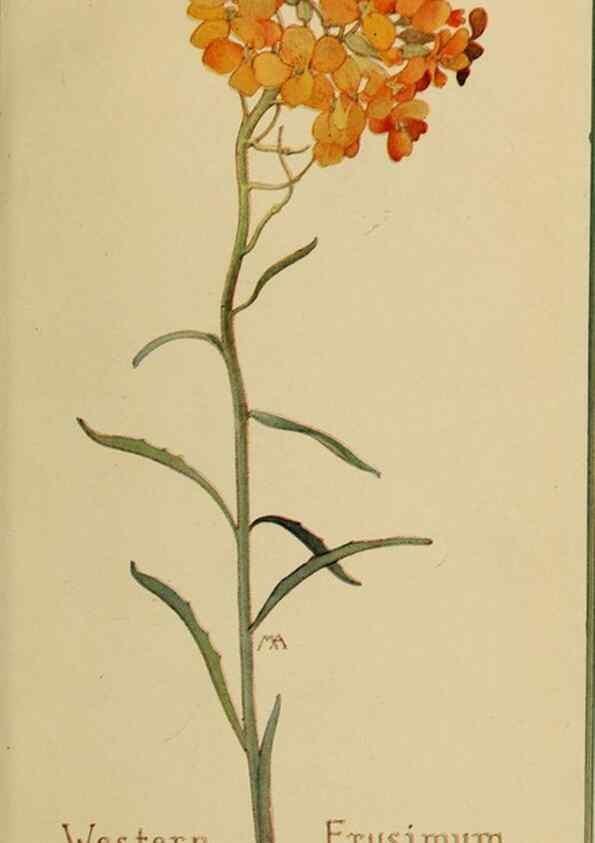 Reproducción/Reproduction 31911555607: Field book of western wild flowers /. New York :Putnam,1915.. 