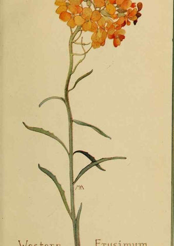 Reproducción/Reproduction 31911555607: Field book of western wild flowers /. New York :Putnam,1915.. 