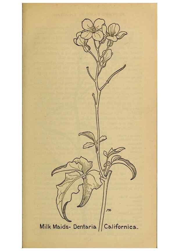 Reproducción/Reproduction 31911554707: Field book of western wild flowers /. New York :Putnam,1915.. 