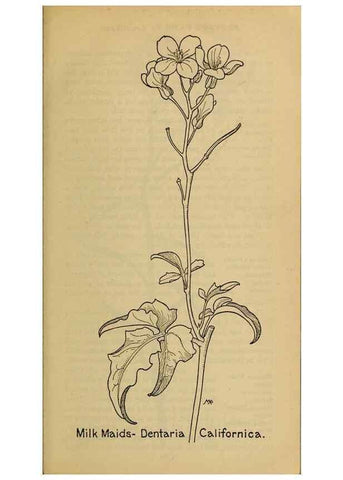 Reproducción/Reproduction 31911554707: Field book of western wild flowers /. New York :Putnam,1915.. 