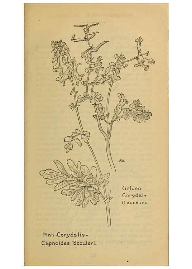 Reproducción/Reproduction 46800802272: Field book of western wild flowers /. New York :Putnam,1915.. 