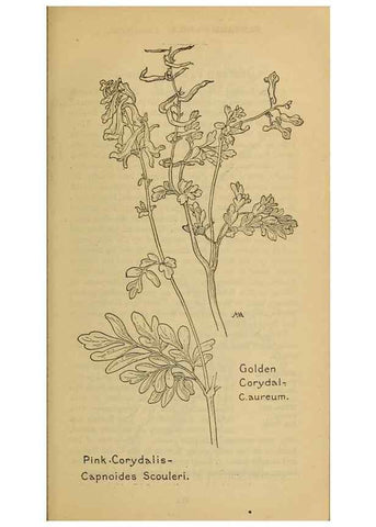 Reproducción/Reproduction 46800802272: Field book of western wild flowers /. New York :Putnam,1915.. 