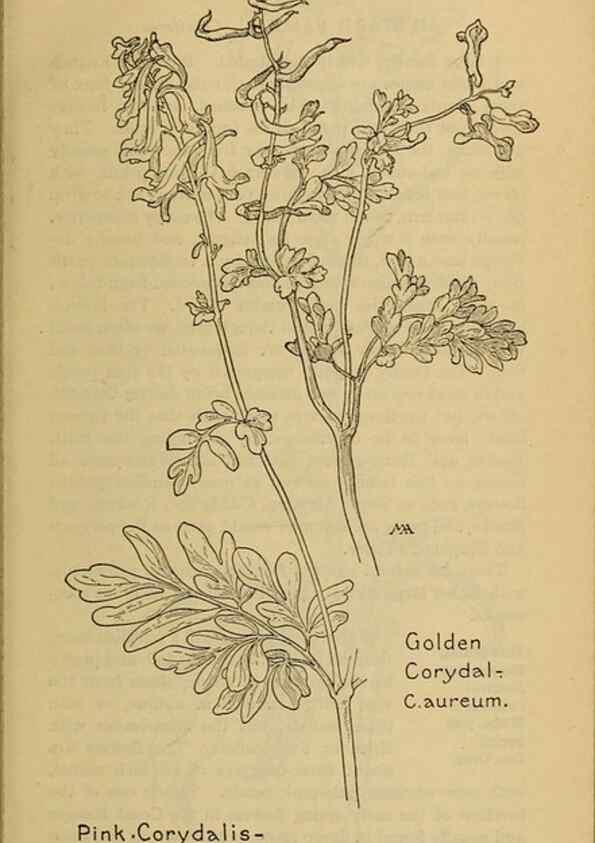 Reproducción/Reproduction 46800802272: Field book of western wild flowers /. New York :Putnam,1915.. 