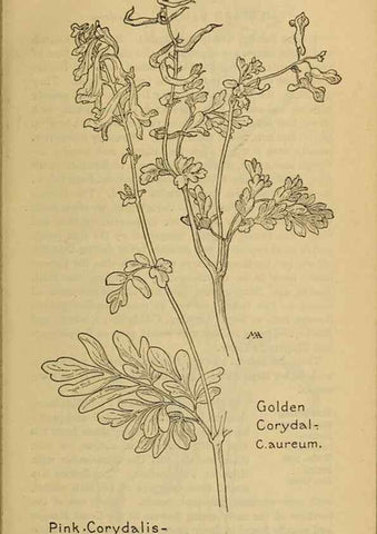 Reproducción/Reproduction 46800802272: Field book of western wild flowers /. New York :Putnam,1915.. 
