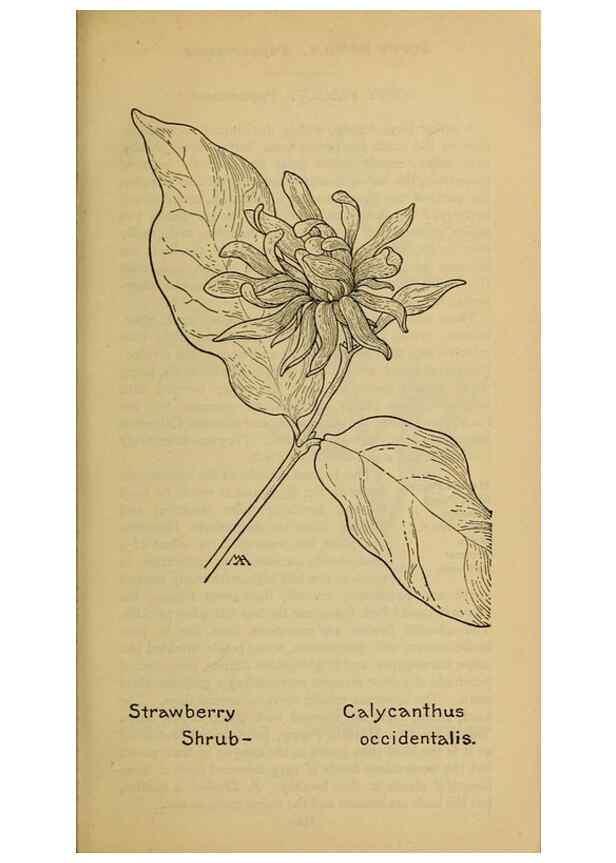Reproducción/Reproduction 46800792502: Field book of western wild flowers /. New York :Putnam,1915.. 