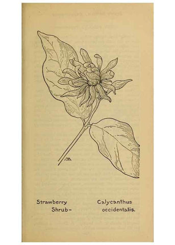 Reproducción/Reproduction 46800792502: Field book of western wild flowers /. New York :Putnam,1915.. 