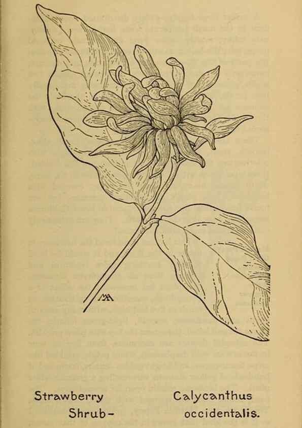 Reproducción/Reproduction 46800792502: Field book of western wild flowers /. New York :Putnam,1915.. 