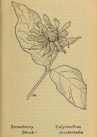 Reproducción/Reproduction 46800792502: Field book of western wild flowers /. New York :Putnam,1915.. 