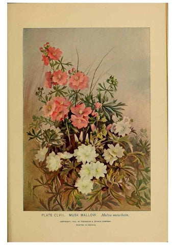 Reproducción/Reproduction 46127787124: A guide to the wild flowers.. New York,F. A. Stokes[1899]. 